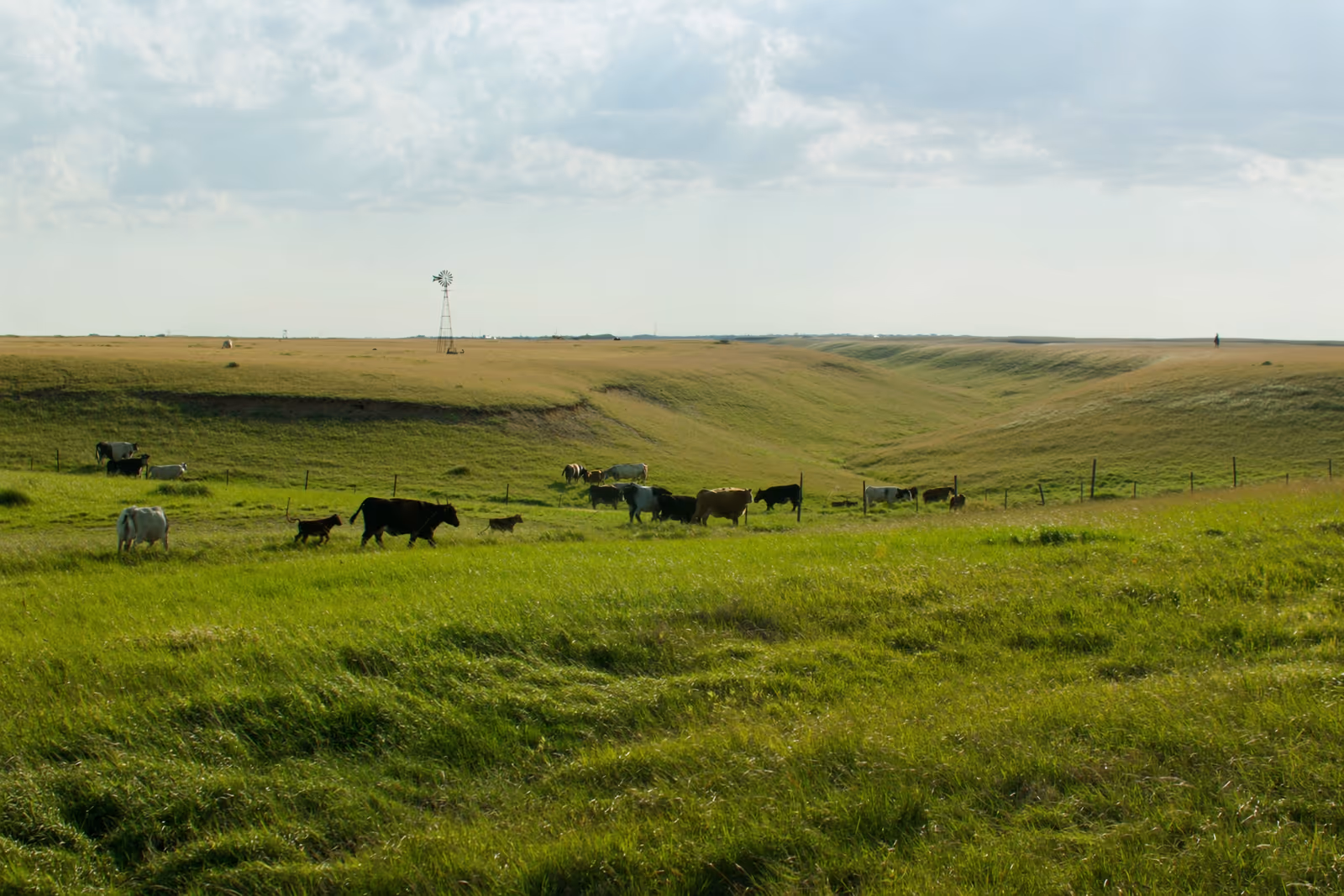 Cattle crossing rolling Nebraska Sandhills pasture below a working windmill