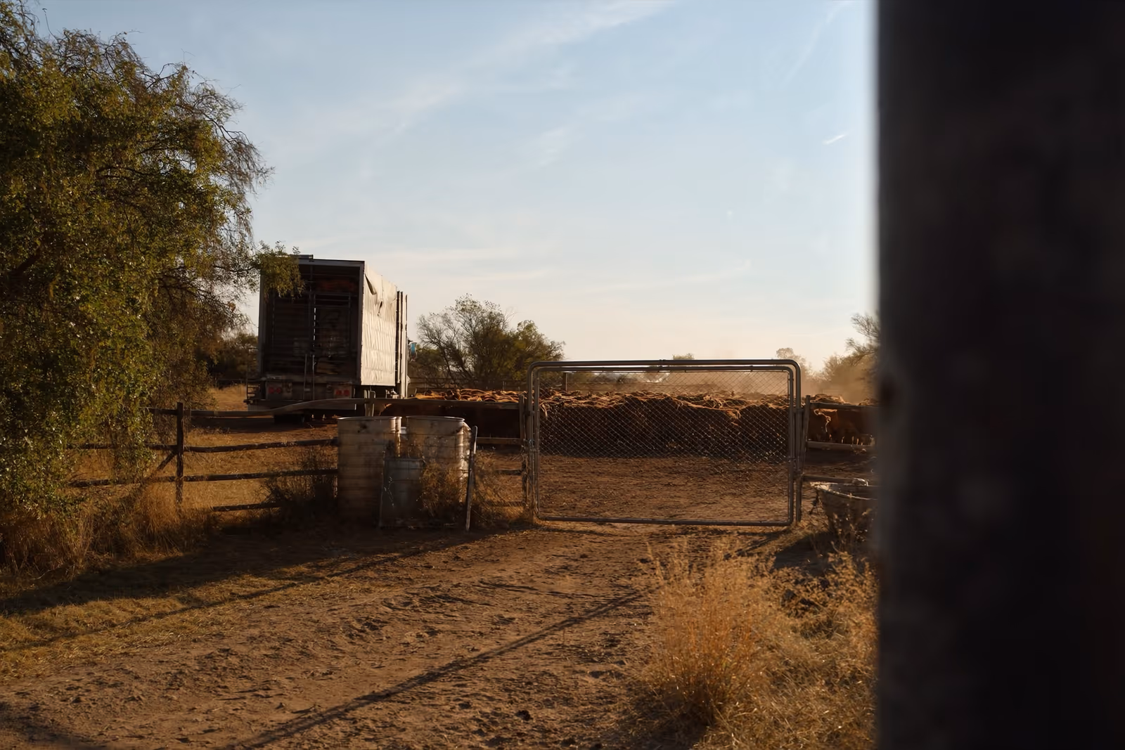 Cattle gathered behind a pipe gate beside a practical trailer on a Texas operation