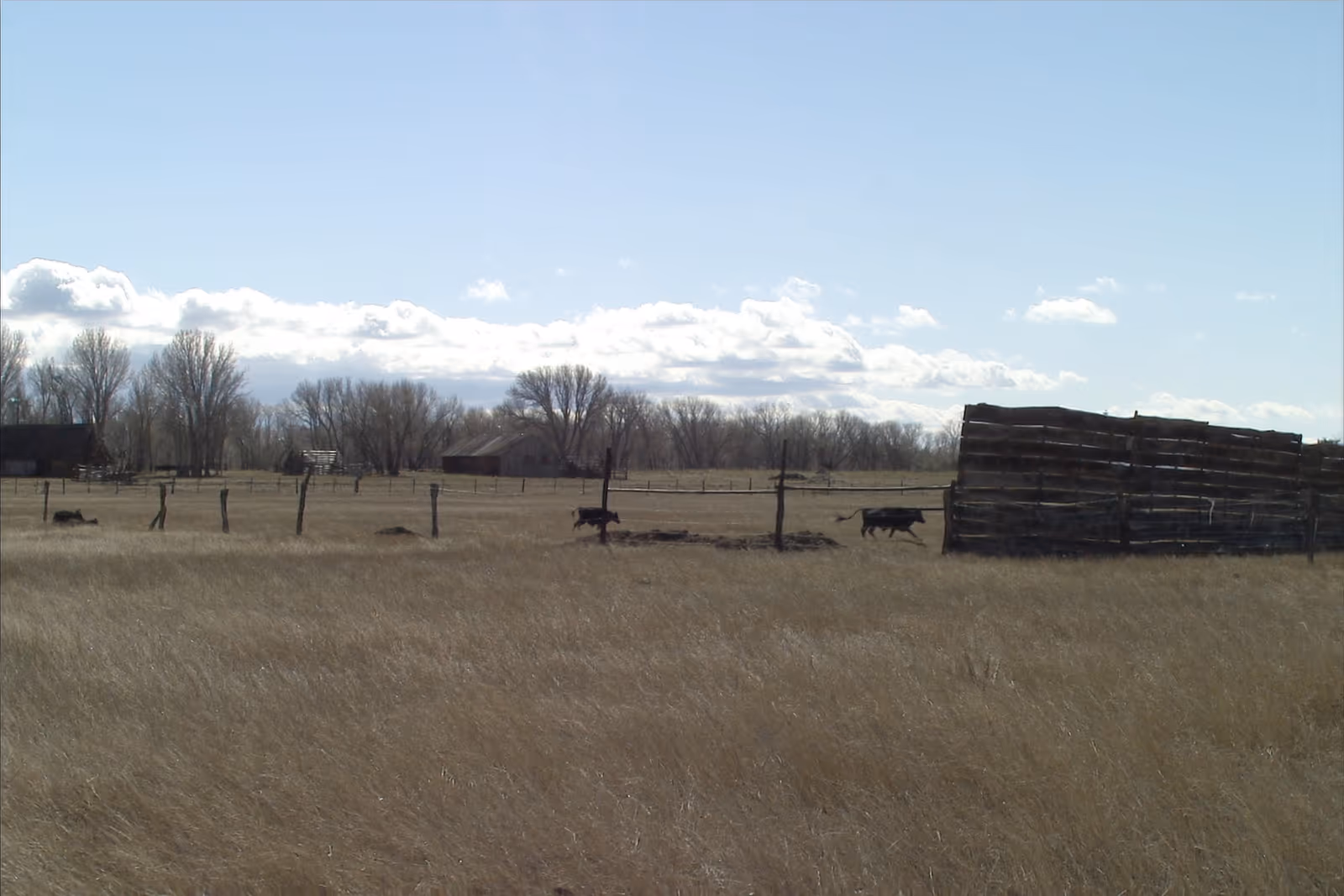Cattle moving beside a working corral across open Wyoming grassland