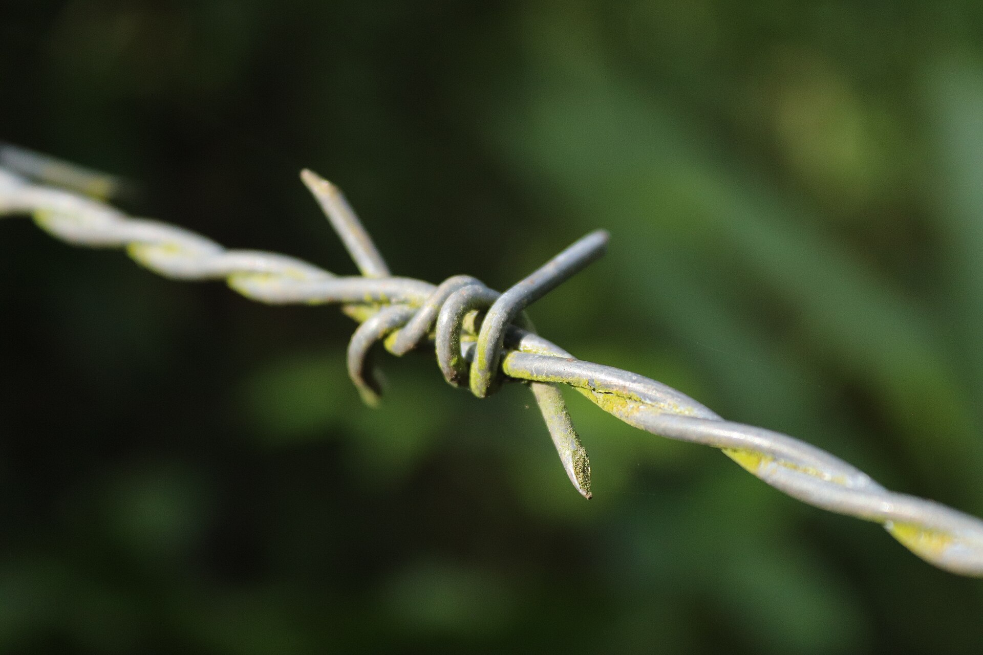 Barbed wire strand on a fence line