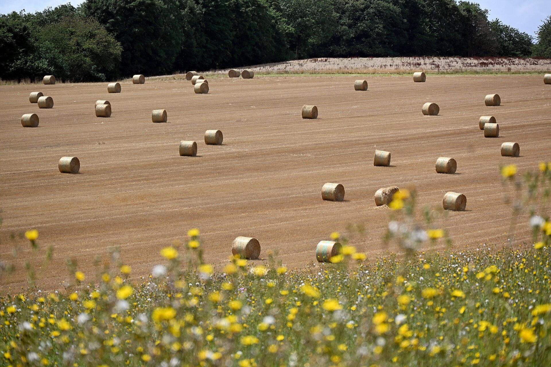 Round bales on a fresh-cut hay field