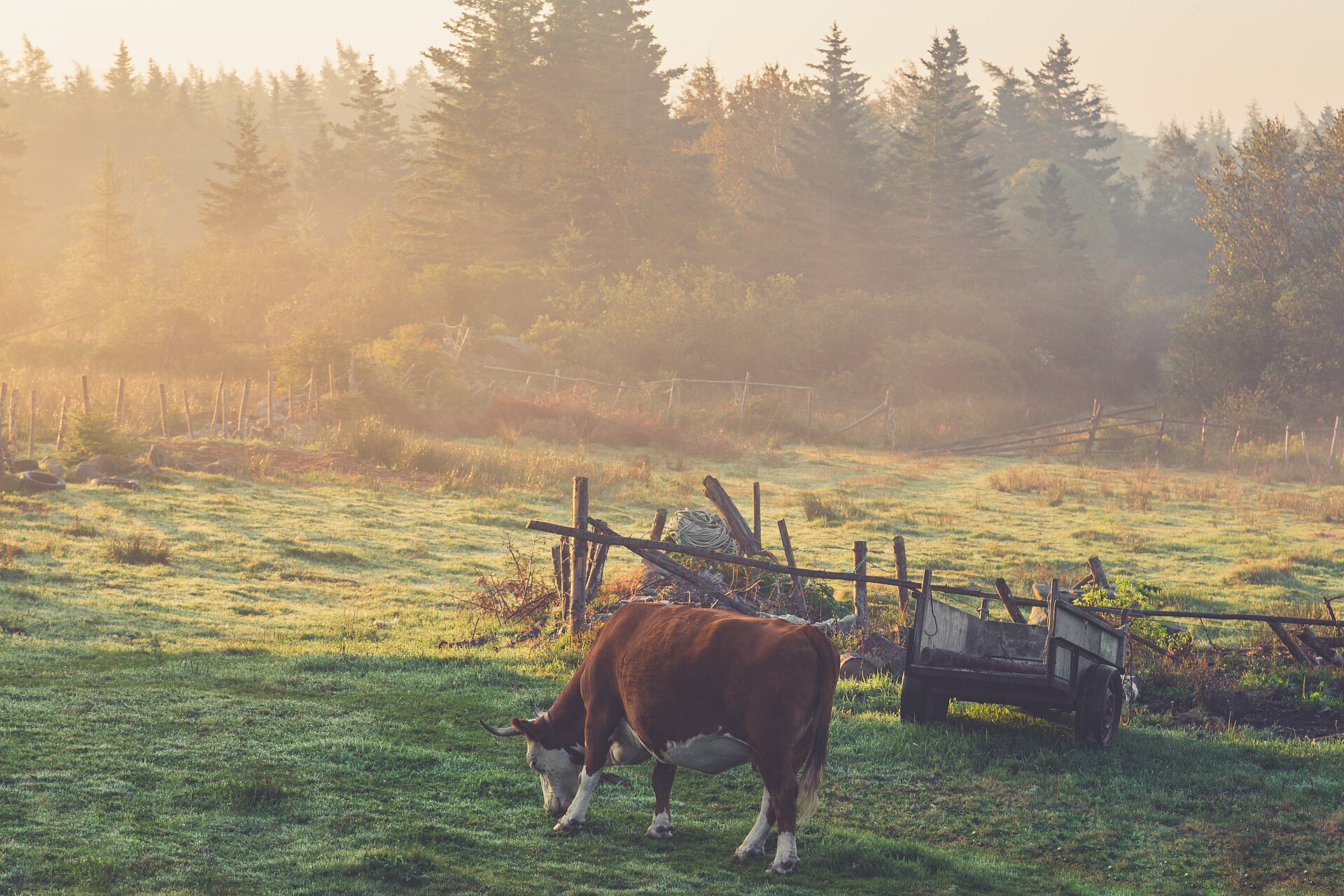 Cattle in a foggy morning pasture along an old fence line